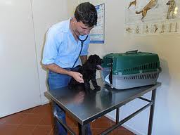 vet pic